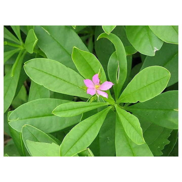 Talinum Paniculatum Plant Seeds for Planting – Heirloom, Non-GMO, Organic Garden Seeds, High Germination | Neera Seeds product photo [neera-v4-5667ad1c49eecab19008]