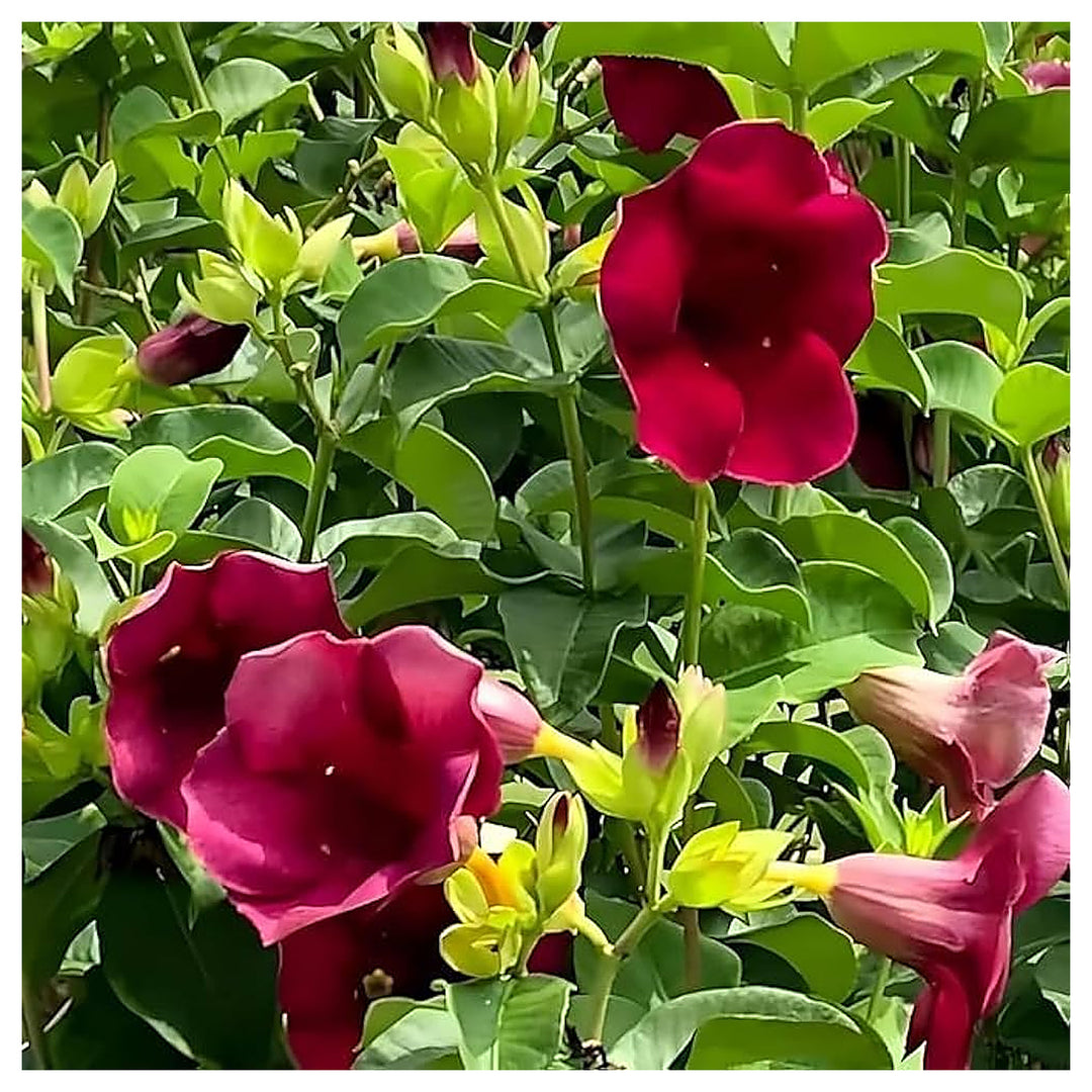 Allamanda Violacea For Planting Allamanda Violacea For Flower Beds And Tropical Gardens Flower | Neera Seeds product photo [neera-v4-566f47b889e14ba6c6cf]