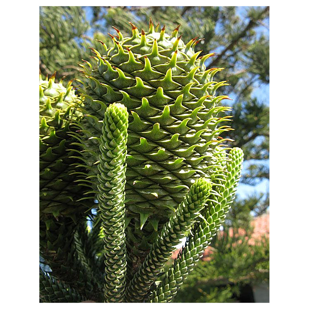 Premium Norfolk Pine Tree Seeds – High Germination Indoor Pine Tree Seeds | Grow Your Own Norfolk Island Pine | Neera Seeds product photo [neera-v4-56809907855625630276]
