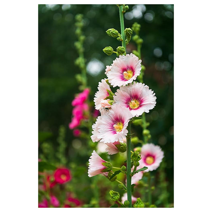 Hollyhock Pink White Flower Seeds for Planting – Organic, Heirloom &amp; Non-GMO Tall Blooming Garden Favorites | Neera Seeds product photo [neera-v4-569a8e13aa8f9f6e1a2a]