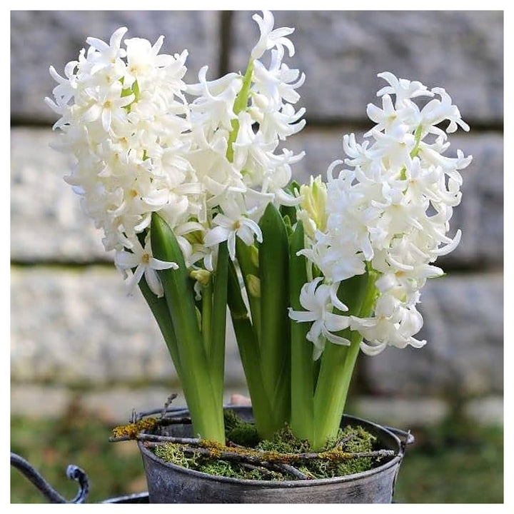 Hyacinthus Orientalis White Flower Seeds for Planting – Heirloom, Non-GMO, Organic Garden Seeds | Neera Seeds product photo [neera-v4-56c43b539702feaf6bdf]