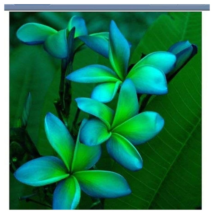Blue Green Plumeria Flower Planting Flower Seeds Home Garden Planting, Premium Organic | Neera Seeds product photo [neera-v4-56ceb665f49d25d142aa]
