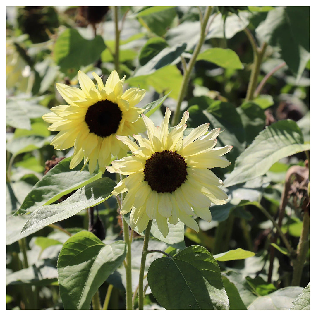 Sunflower Buttercream Flower Seeds – Heirloom, Non-GMO, High Germination Organic Garden Seeds for Planting | Neera Seeds product photo [neera-v4-56d14ef18a066d4aec76]