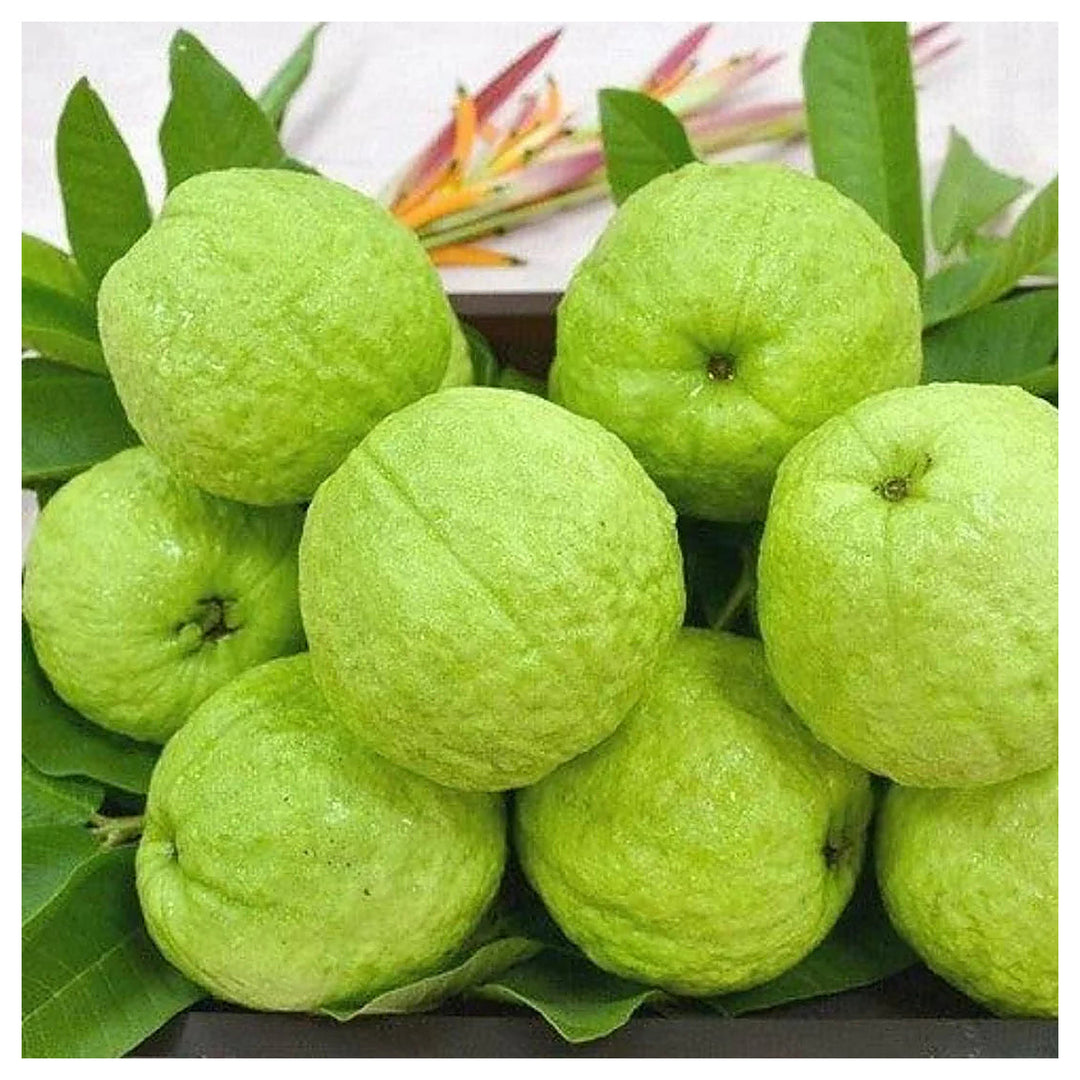 Allahabad Guava Fruit Seeds for Planting – Heirloom, Non-GMO, High Germination Organic Seeds for Sweet Tropical Har | Neera Seeds product photo [neera-v4-56d22fda5c4b16c1a786]