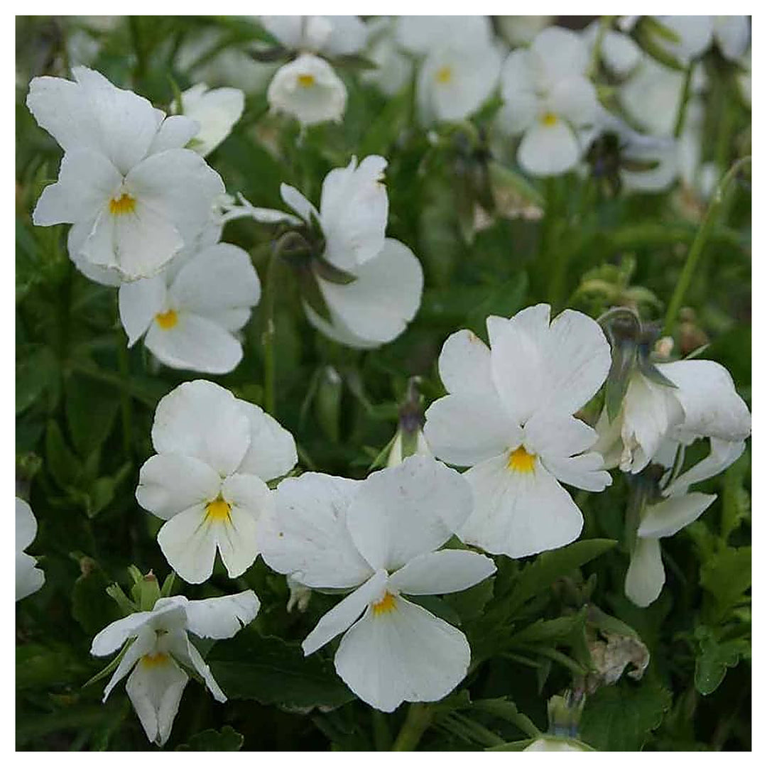 Heirloom Non-GMO Pansy Flower Seeds for Planting – Colorful Cool-Season Blooms, High Germination Organic Seeds | Neera Seeds product photo [neera-v4-56d5db4254cf38c79f19]