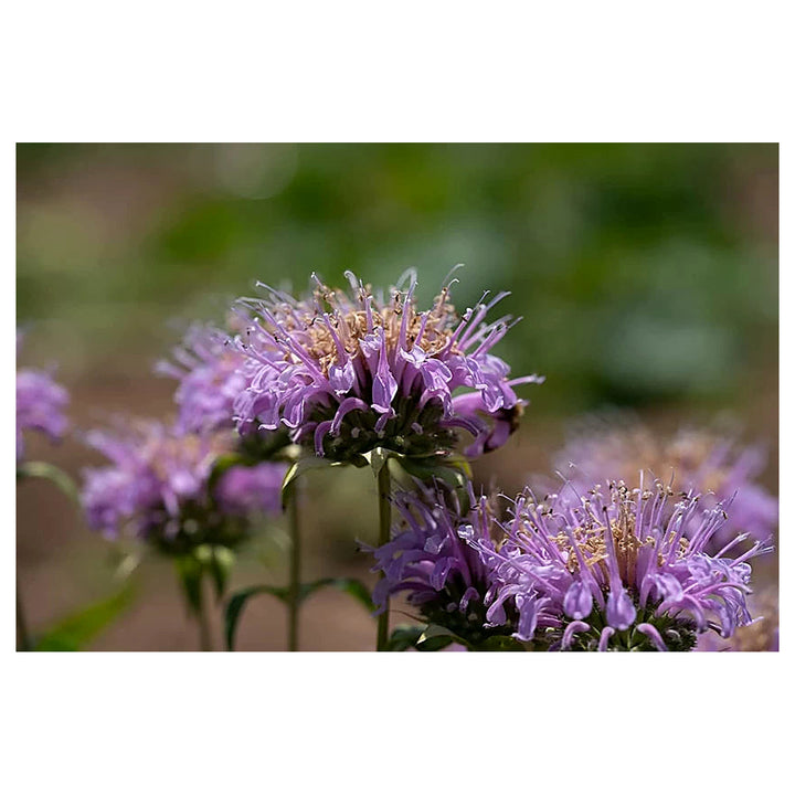 Lavender Beebalm Flower Seeds – Heirloom, Non-GMO Seeds for Planting Pollinator-Friendly Blooms | Neera Seeds product photo [neera-v4-56dfed46bfa7a0517375]