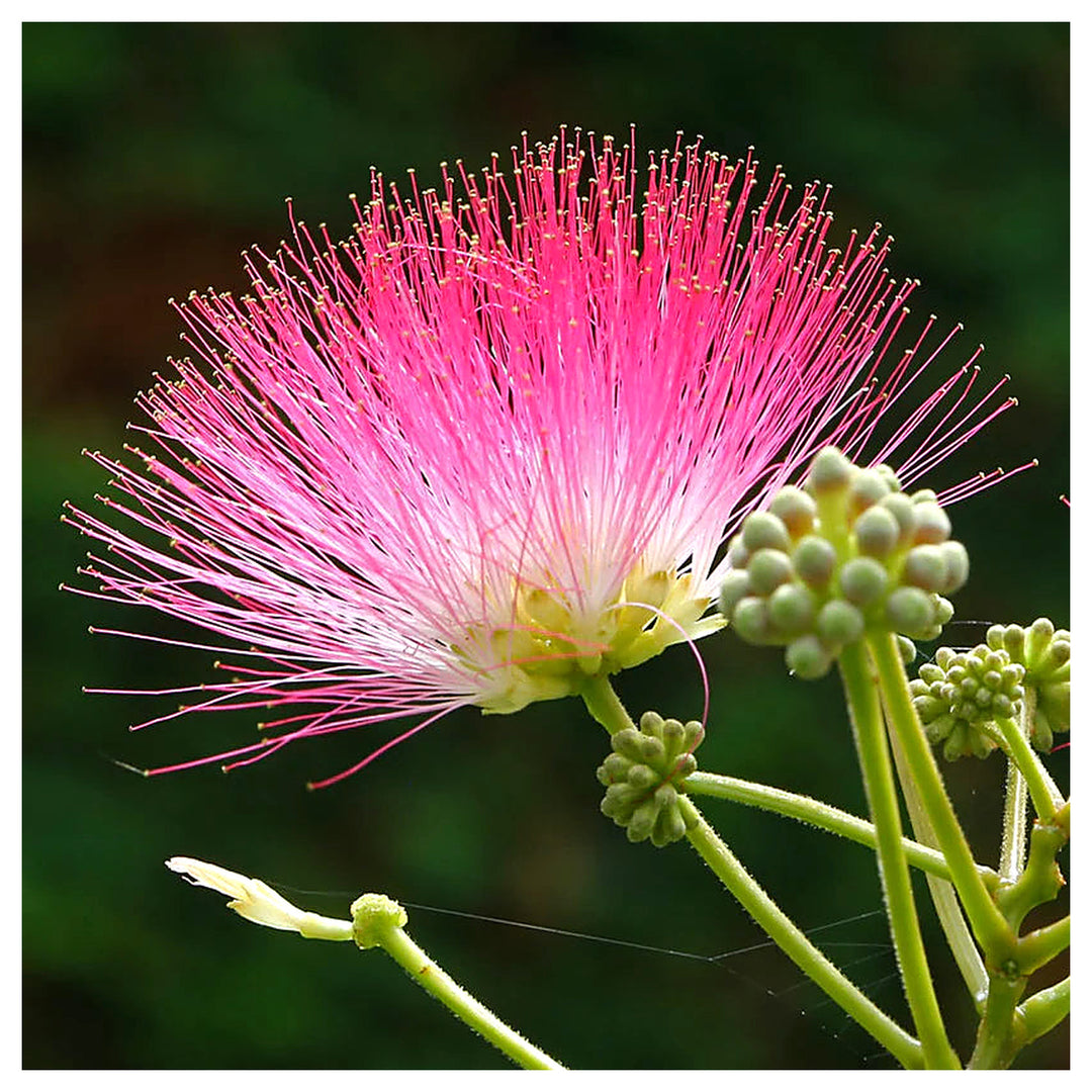 Heirloom Non-GMO Albizia Julibrissin Flower Seeds – Silk Tree Seeds for Planting, High Germination Organic Garden B | Neera Seeds product photo [neera-v4-56dff55e48dfdaa5c14a]