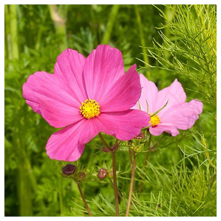 Cosmos Sensation Daydream Bipinnatus Plus Flower Seeds for Home Garden Planting, Fragrant Organic | Neera Seeds product photo [neera-v4-56e3e6829cd34b438e0b]
