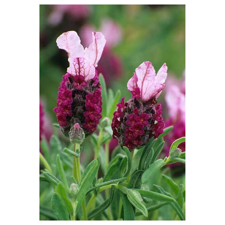 Heirloom Non-GMO Provence Lavender Plant Seeds – Red Blooms for Planting | Neera Seeds product photo [neera-v4-56ea8c53167934d0cfc6]