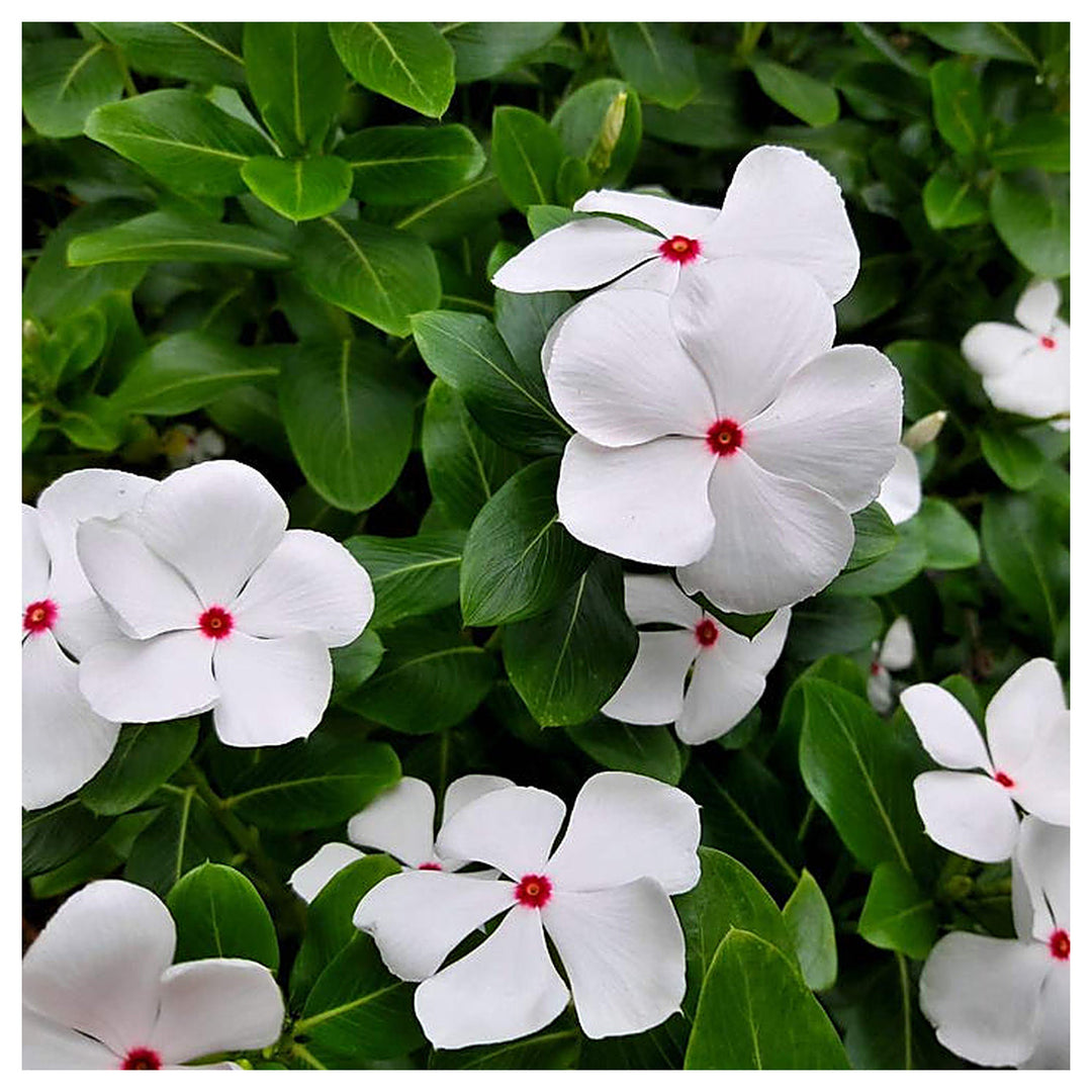 Organic White Cora Cascade Flower Seeds for Planting – Heirloom, Non-GMO | Neera Seeds product photo [neera-v4-56eee36afb271ff2f9d4]