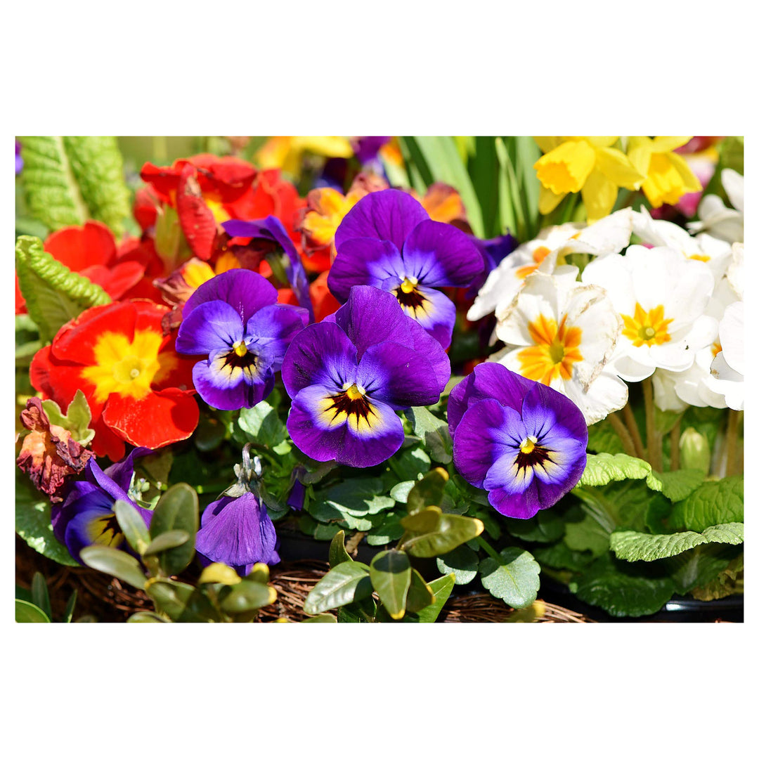 Double Pansy Rococo Mix Viola Tricolor For Planting In Flower Bed Flower Seeds for Home Garden | Neera Seeds product photo [neera-v4-56f2f94c7c05eedb1d3c]