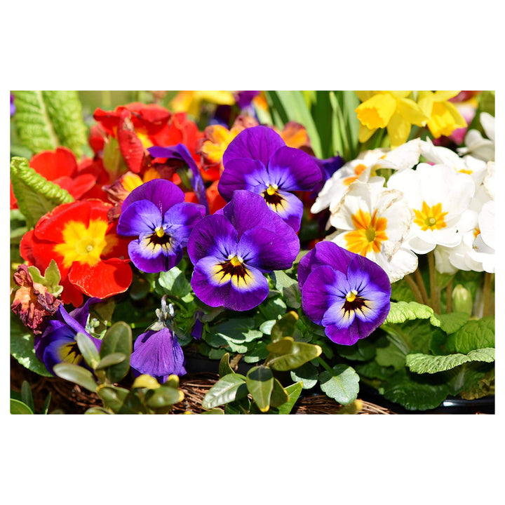 Double Pansy Rococo Mix Viola Tricolor For Planting In Flower Bed Flower Seeds for Home Garden | Neera Seeds product photo [neera-v4-56f2f94c7c05eedb1d3c]