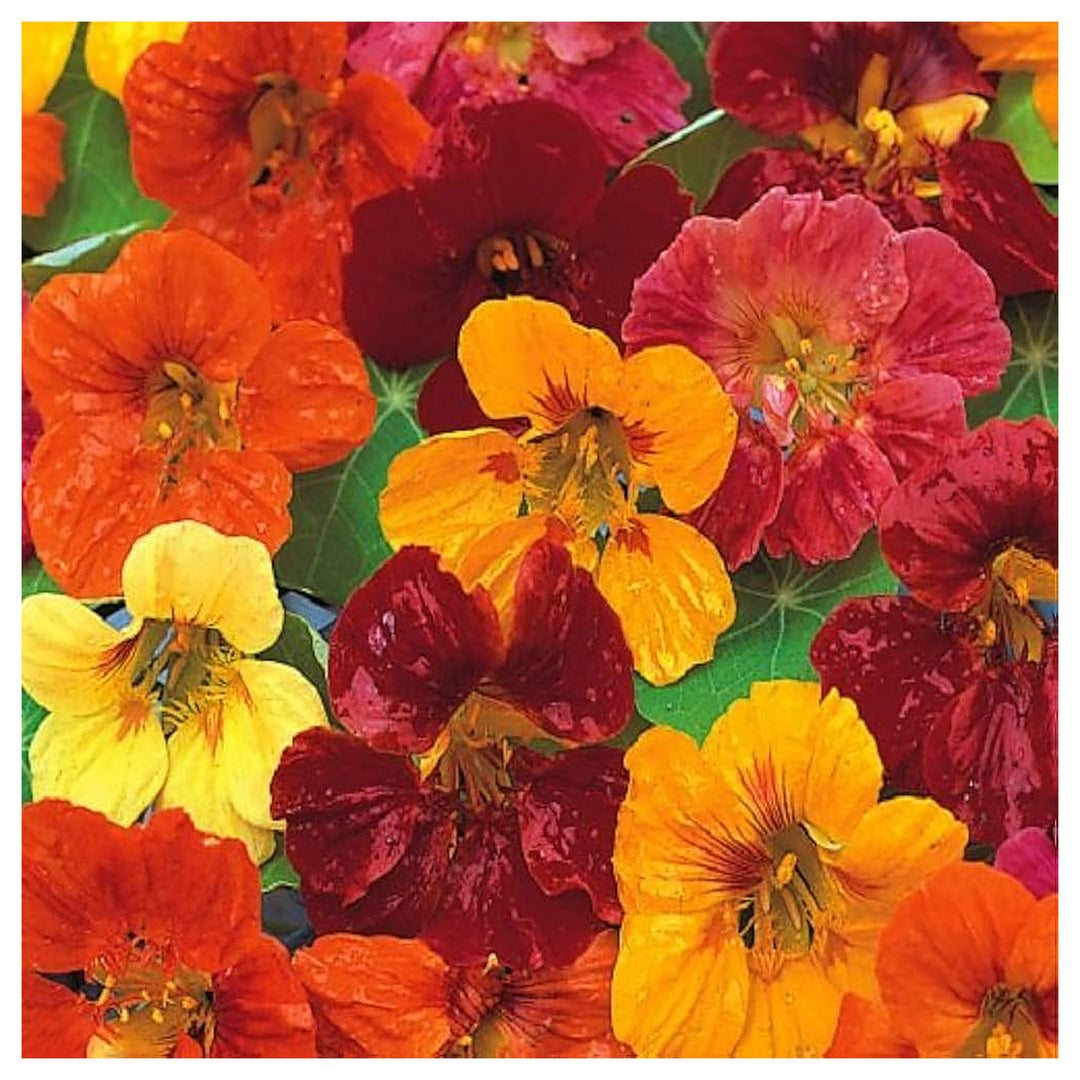 Heirloom Nasturtium Jewel Seeds – Non-GMO Flower Seeds for Planting | High Germination Organic Garden Blooms | Neera Seeds product photo [neera-v4-56f5524c75c97fb15c90]