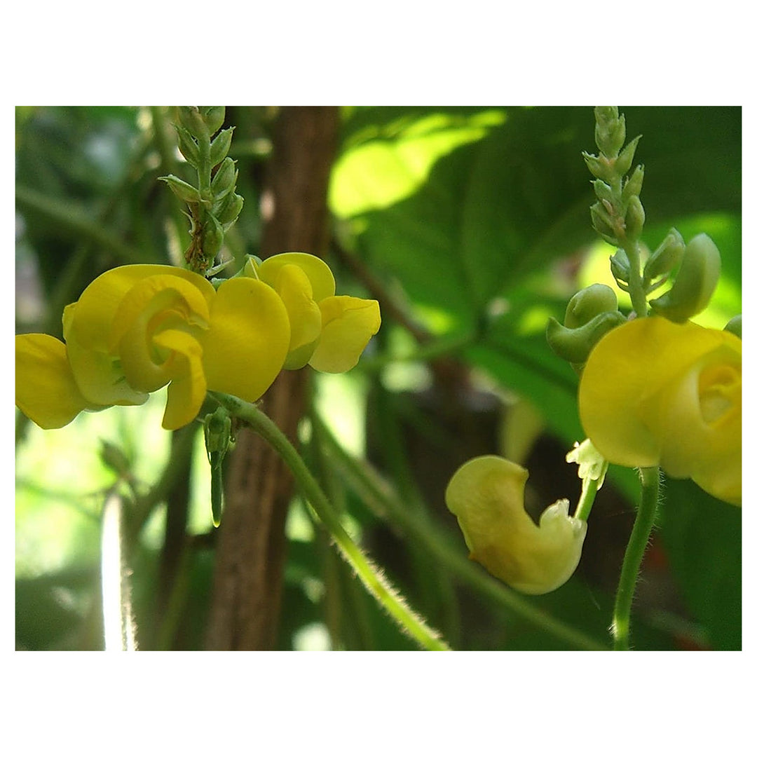 Dolichos Biflorus Flower Seeds for Planting – Heirloom, Non-GMO, Organic Garden Seeds, High Germination | Neera Seeds product photo [neera-v4-56fd099c334ea6a7b0de]