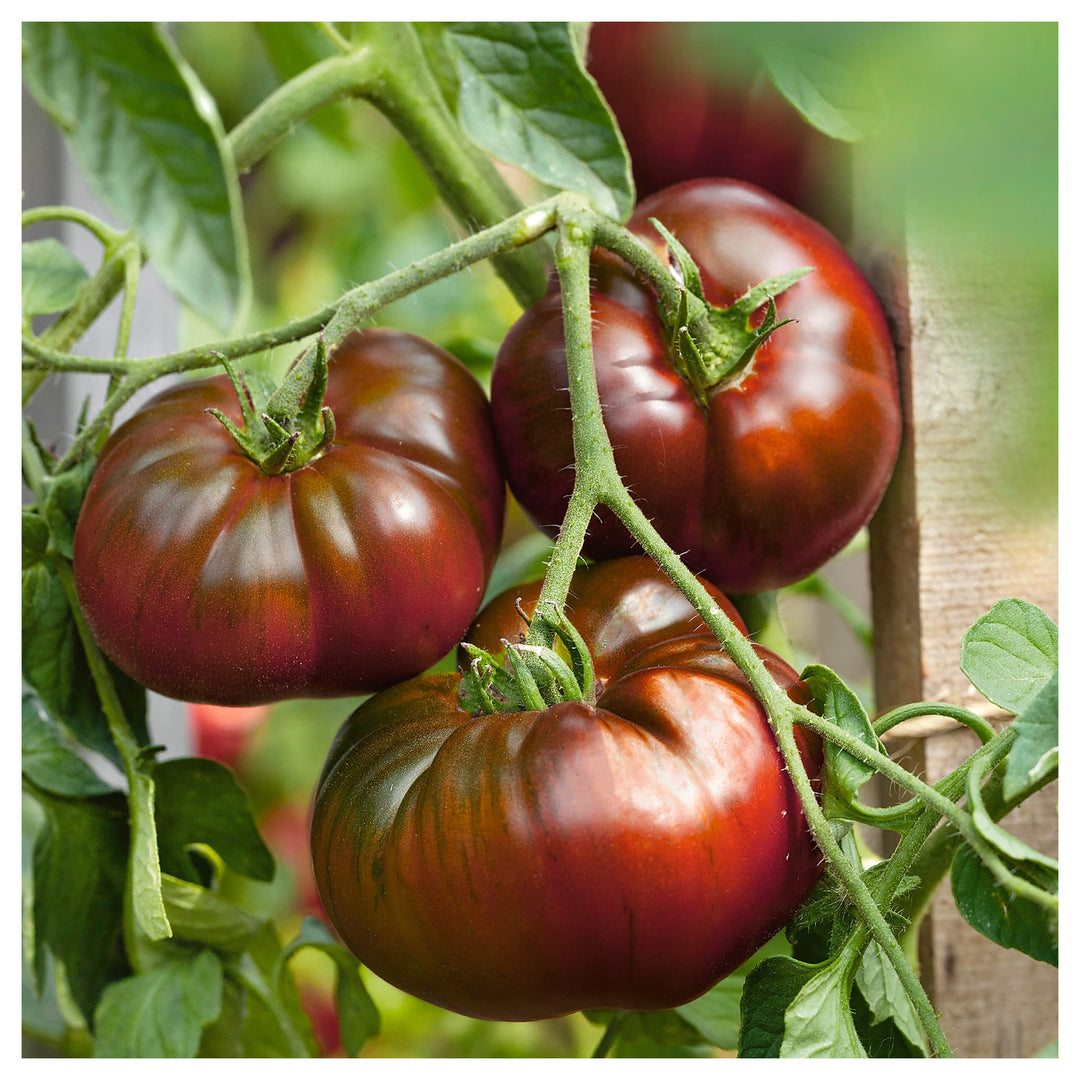 Paul Robeson Tomato Seeds for Planting – Heirloom, Non-GMO, High Germination Organic Garden Seeds | Neera Seeds product photo [neera-v4-56fdf9e2dc8a535d857f]