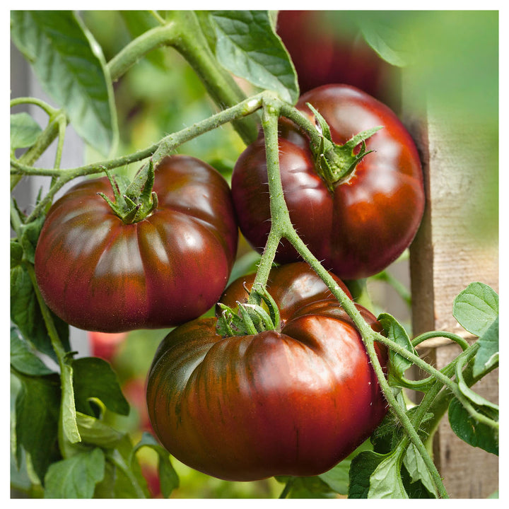 Paul Robeson Tomato Seeds for Planting – Heirloom, Non-GMO, High Germination Organic Garden Seeds | Neera Seeds product photo [neera-v4-56fdf9e2dc8a535d857f]