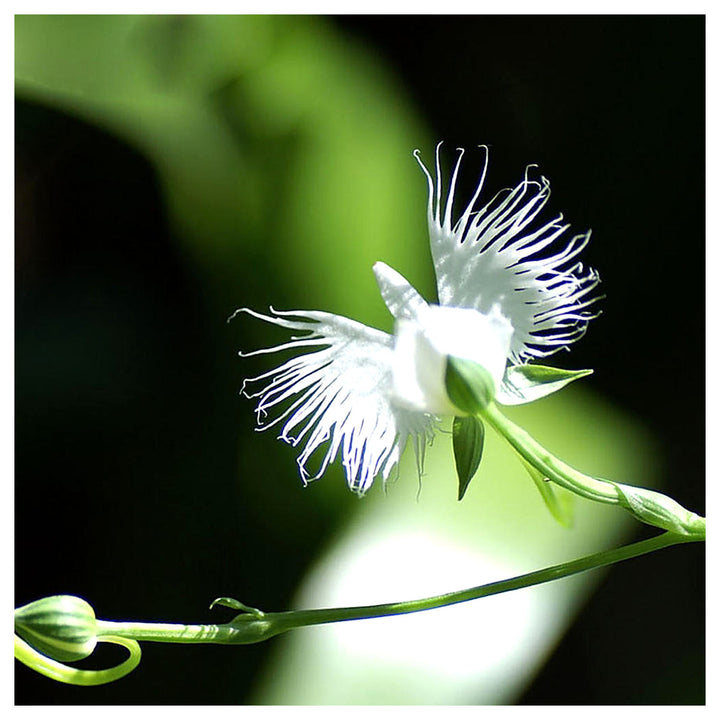 White Egret Orchid Flower Seeds for Planting – Heirloom Non-GMO Organic Garden Seeds, High Germination | Neera Seeds product photo [neera-v4-5704d0fc6e798b493a1f]