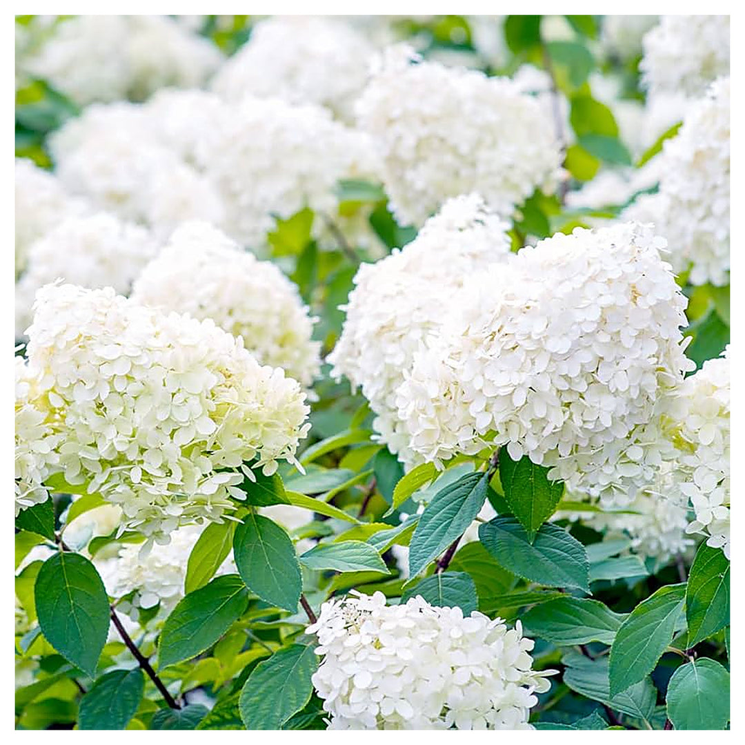 Hydrangea Paniculata For Planting Hydrangea Paniculata For Ornamental Gardens And Flower Beds | Neera Seeds product photo [neera-v4-570604c066a01d7ac07f]