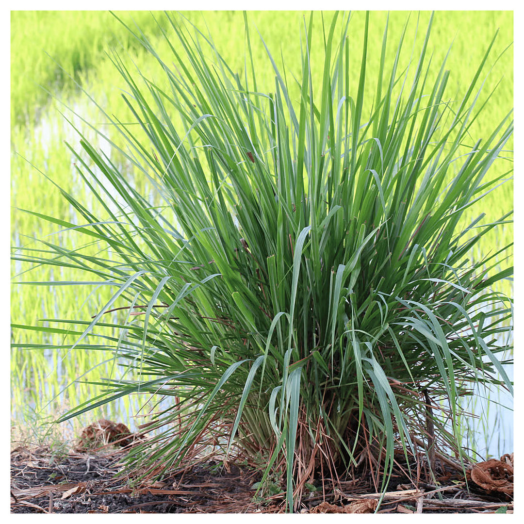 Premium Lemongrass Seeds for Planting – Non-GMO, High Germination Heirloom Organic Garden Seeds for Home Garden & B | Neera Seeds product photo [neera-v4-571ff9ff64b2f0c3c903]
