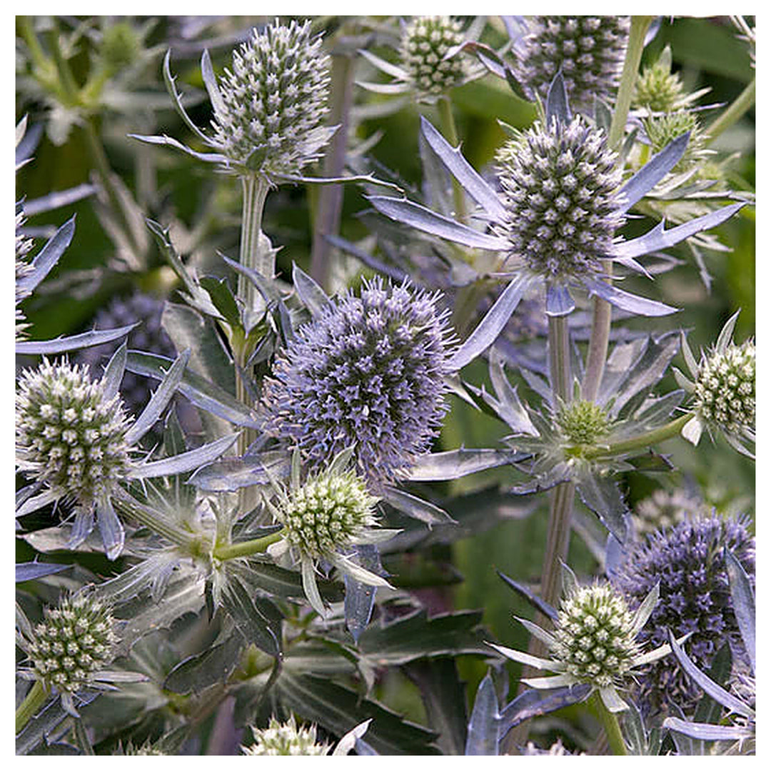Heirloom Non-GMO Hobbit Sea Holly Eryngium Flower Seeds for Planting – Unique Spiky Blooms | High Germination | Neera Seeds product photo [neera-v4-57237e263131de5c14f2]