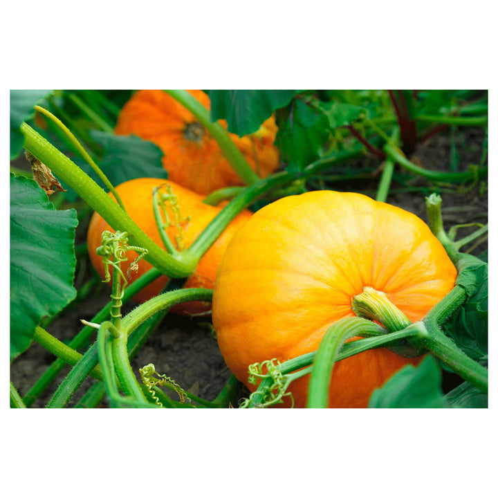Jamaican Pumpkin Vegetable Seeds for Planting – Heirloom, GMO-Free, Organic Garden Seeds | Neera Seeds product photo [neera-v4-572981a3fb319c27d4fe]