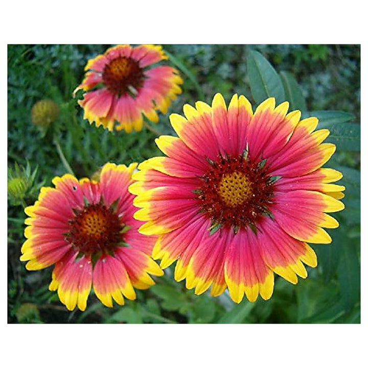 Heirloom Non-GMO Gaillardia Flower Seeds for Planting – Bright Drought-Tolerant Blooms | High Germination | Neera Seeds product photo [neera-v4-5732aa17ce7d7650db9b]