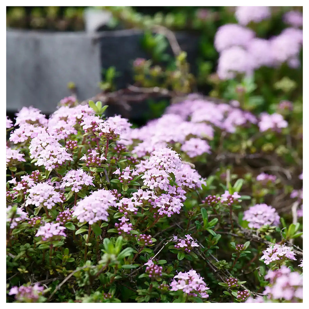 Heirloom Non-GMO Pink Creeping Thyme Plant Seeds – Fragrant Ground Cover for Garden | Neera Seeds product photo [neera-v4-5738d7662ea41b6f82f4]