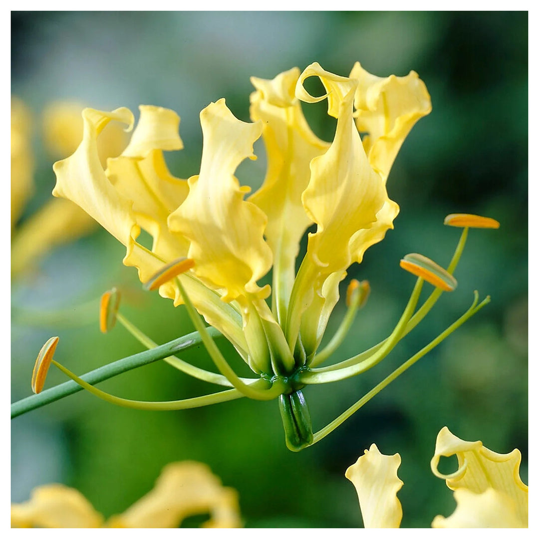 Gloriosa Lutea Flower Seeds – Heirloom, Non-GMO, High Germination Exotic Organic Garden Seeds for Planting | Neera Seeds product photo [neera-v4-57421af413214f74f881]