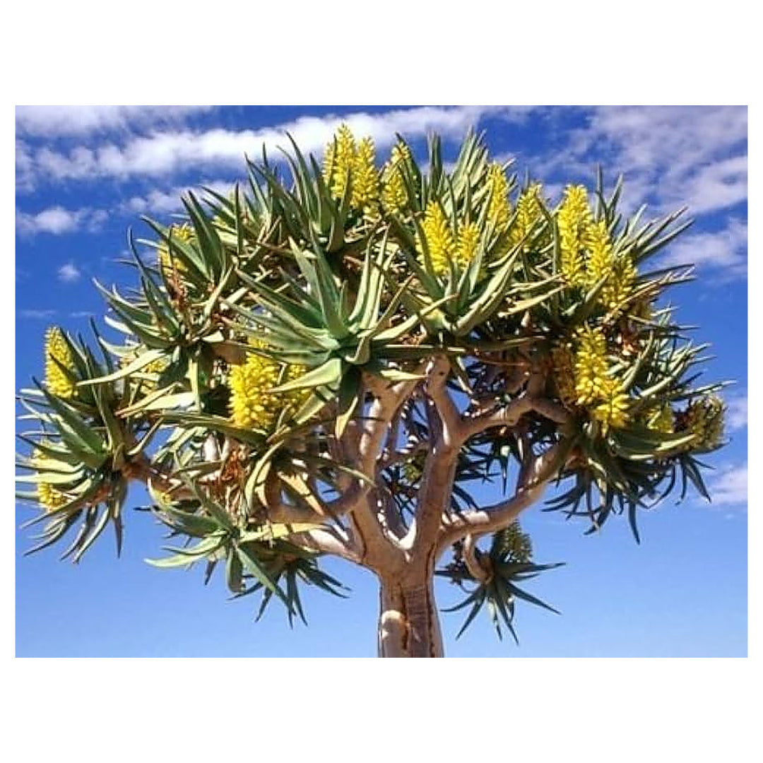 Green Aloe Dichotoma Plant Seeds for Planting – Heirloom, Non-GMO, High Germination Organic Garden Seeds for Unique | Neera Seeds product photo [neera-v4-57432bdc6d28cc613fa0]