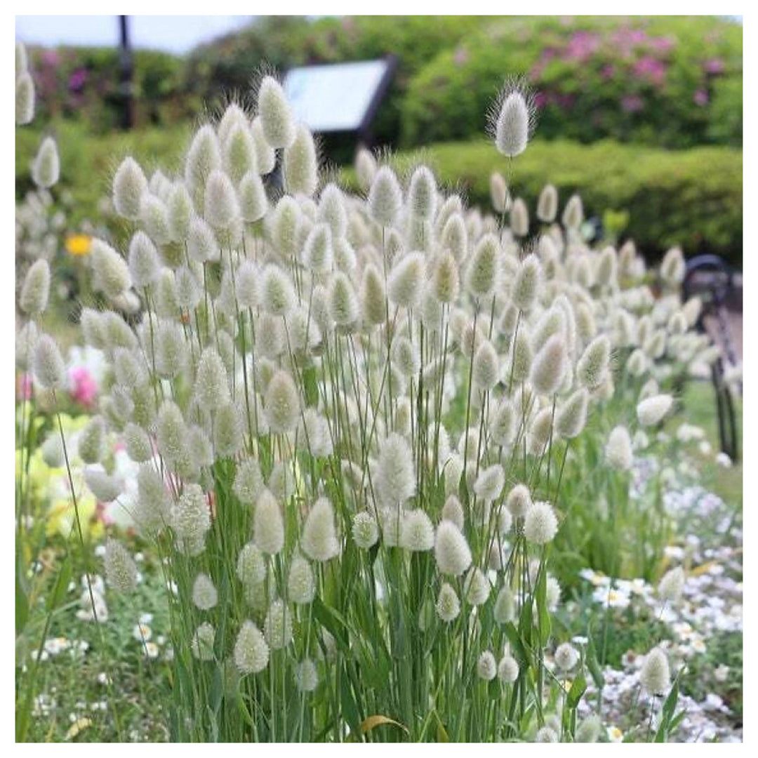 Heirloom Non-GMO Lagurus Ovatus Flower Seeds for Planting – Bunny Tail Grass Ornamental Blooms | Neera Seeds product photo [neera-v4-57507bb9e9615deccb58]