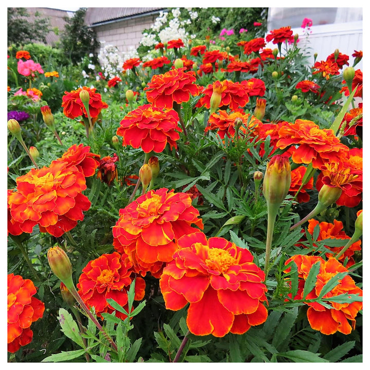 Organic Red Orange Marigold Flower Seeds for Planting | Heirloom Non-GMO High Germination Organic Garden Seeds | Neera Seeds product photo [neera-v4-575f79d1544afeed1026]