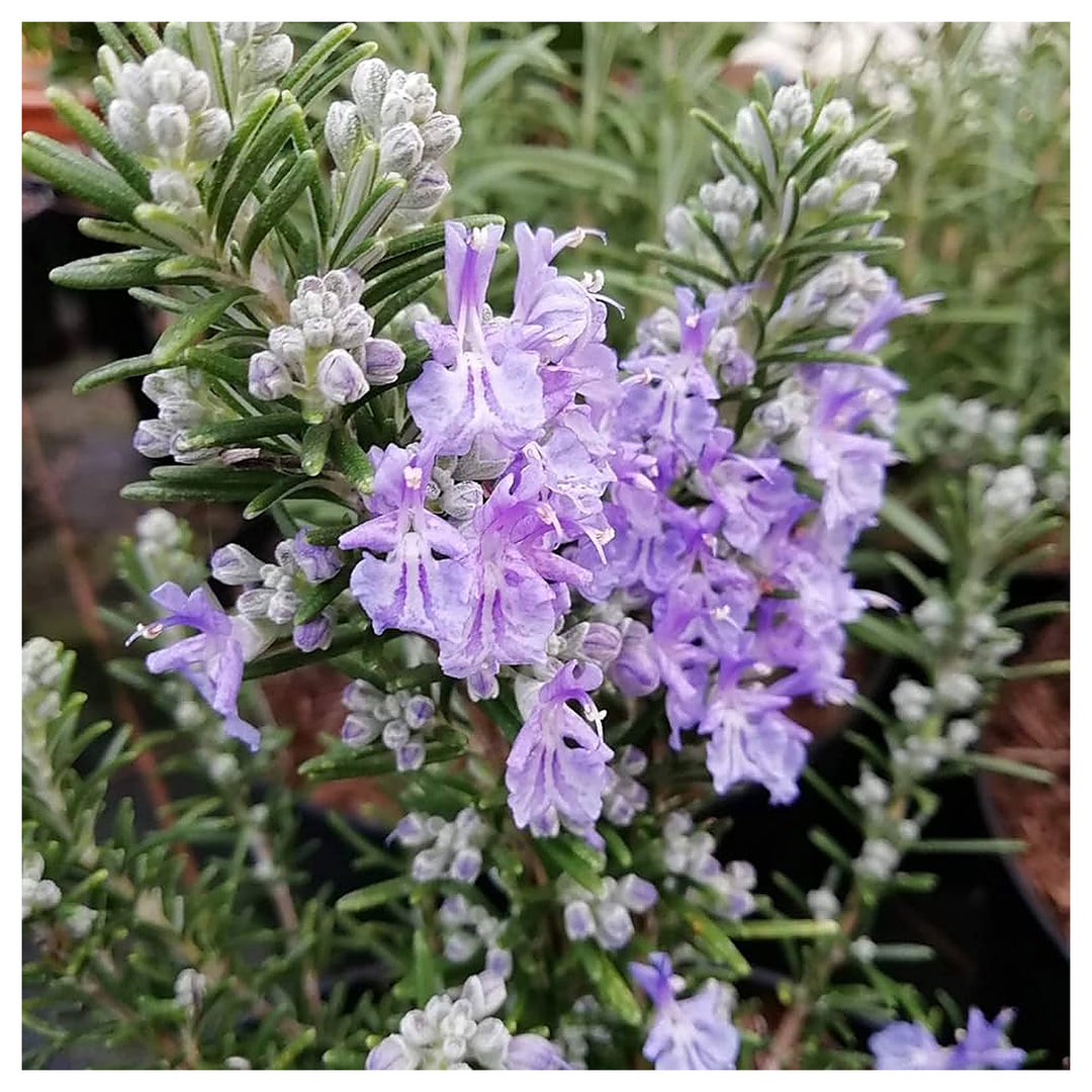 Heirloom Non-GMO Violet Rosemary Seeds for Planting – Organic Garden Seeds | Neera Seeds product photo [neera-v4-57657a46ae14906f920d]