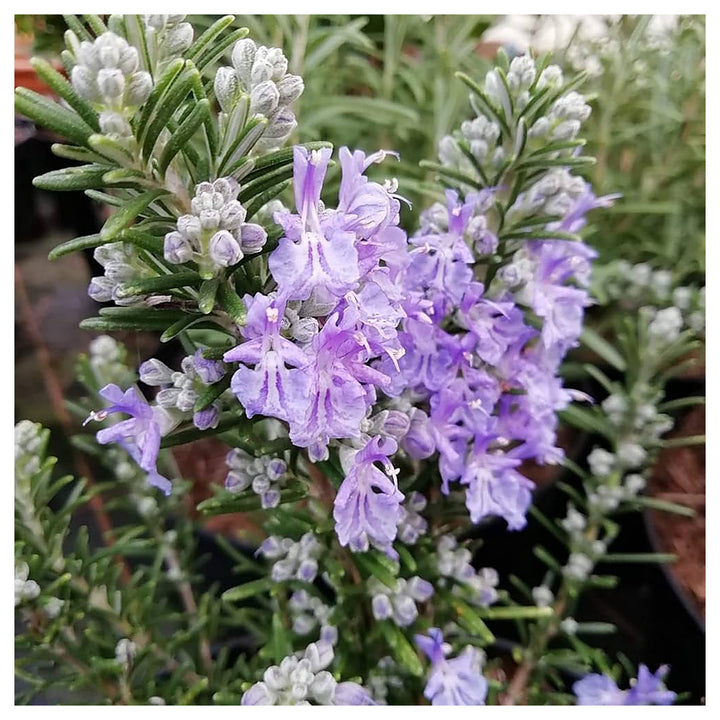 Heirloom Non-GMO Violet Rosemary Seeds for Planting – Organic Garden Seeds | Neera Seeds product photo [neera-v4-57657a46ae14906f920d]