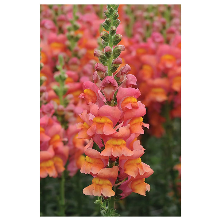 Orange Snapdragon Flower Seeds for Planting – Heirloom, Non-GMO, High Germination, Organic Garden Seeds | Neera Seeds product photo [neera-v4-576ea3ad78f9c6533af6]