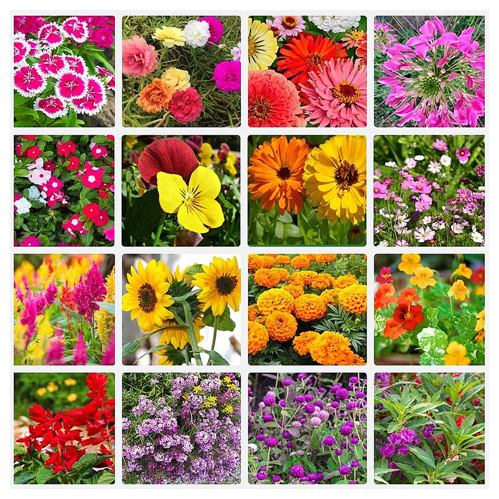 Heirloom Non-GMO Four Seasons Flower Seeds – High Germination Mixed Color Organic Garden Seeds for Planting | Neera Seeds product photo [neera-v4-57742a748c2941d9349a]