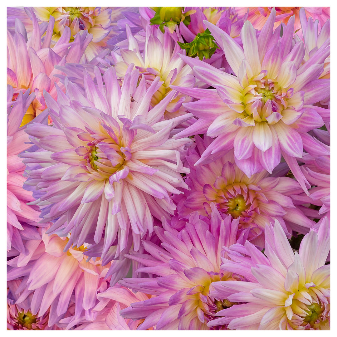 Heirloom Karma Amanda Violet White Bicolor Dahlia Flower Seeds – Non-GMO for Planting | Neera Seeds product photo [neera-v4-5783e0977cf0368002a2]