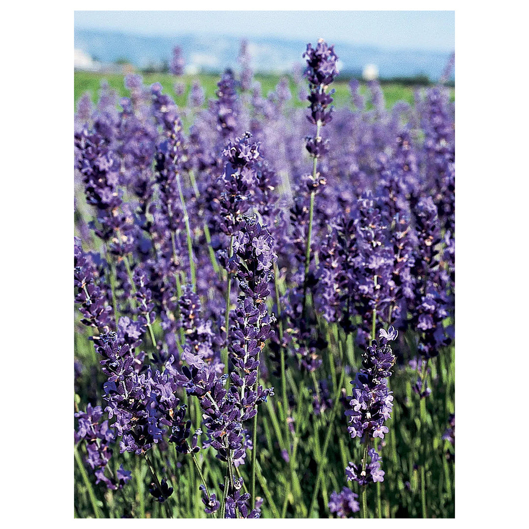 Provence Lavender Flower Seeds for Planting Mixed Colors – Heirloom, Non-GMO, High Germination Organic Garden Seeds | Neera Seeds product photo [neera-v4-57a122132ec4628b825f]
