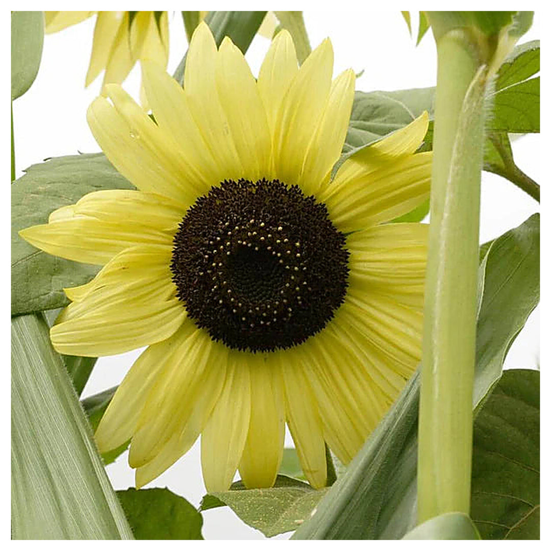 Lemon Sunflower Seeds for Planting – Heirloom Non-GMO Flower Seeds, High Germination Organic Home Garden Blooms | Neera Seeds product photo [neera-v4-57a617c1512408e62044]