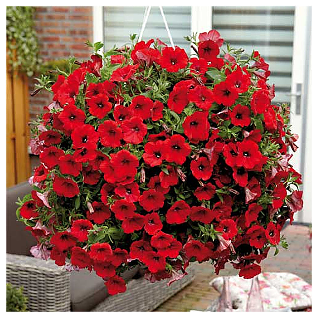 Red Petunia Hanging Flower Seeds for Planting – Heirloom Non-GMO High Germination Organic Garden Seeds for Blooms | Neera Seeds product photo [neera-v4-57a9bdf73b72b0688aba]