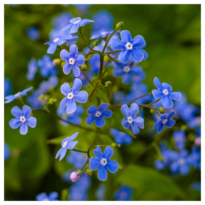 Organic Blue Myosotis Sylvatica Flower Seeds for Planting – Heirloom, Non-GMO | Neera Seeds product photo [neera-v4-57cc3568e5eba28fc72c]