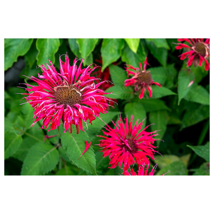 Pink Wild Bergamot Monarda Fistulosa Mintleaf Bee Balm Flower Seeds for Planting - Non-GMO garden seeds | Neera Seeds product photo [neera-v4-57d0ec5cedb69bb80a0c]