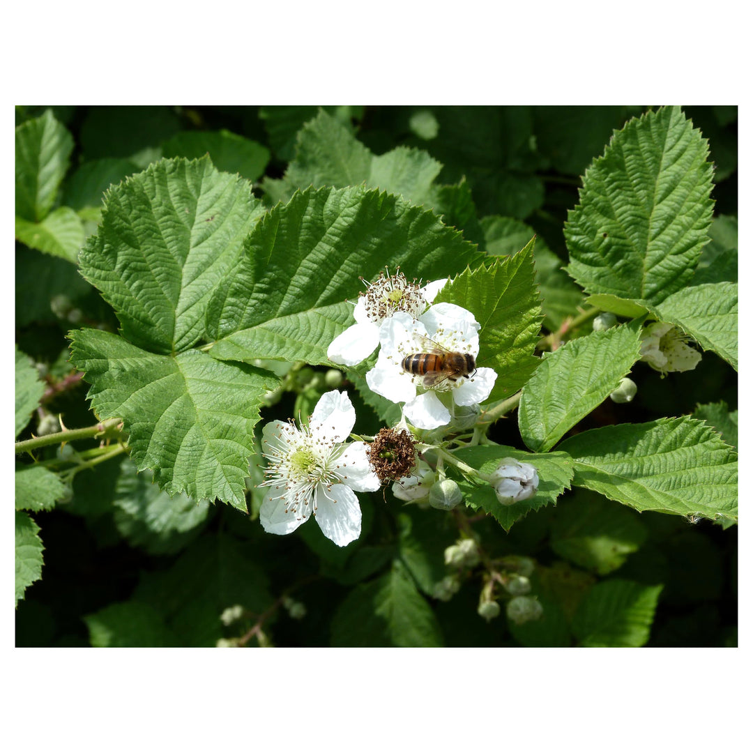 Heirloom Non-GMO Rubus Cuneifolius Flower Seeds for Planting – Wildflower with Edible Fruit Blooms | Neera Seeds product photo [neera-v4-57d193f88e8c5d19a484]