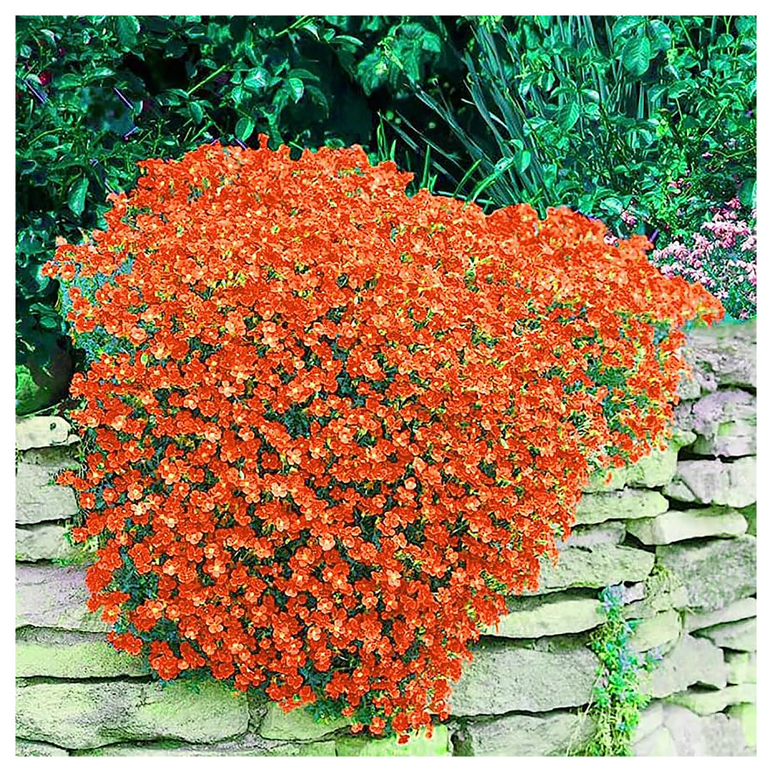 Orange Creeping Thyme Seeds – Heirloom, Non-GMO, High Germination Organic Garden Seeds for Drought-Tolerant Ground  | Neera Seeds product photo [neera-v4-57d4558b8cd86338e436]