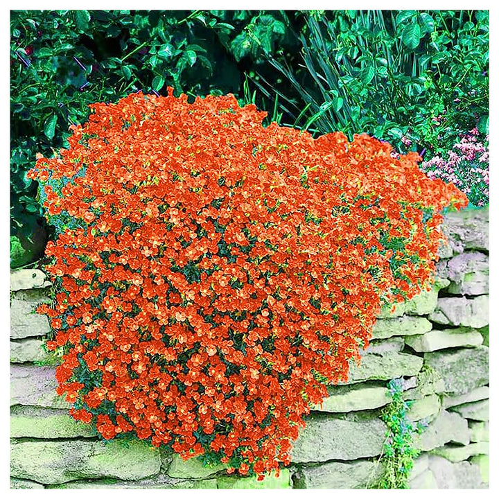 Orange Creeping Thyme Seeds – Heirloom, Non-GMO, High Germination Organic Garden Seeds for Drought-Tolerant Ground  | Neera Seeds product photo [neera-v4-57d4558b8cd86338e436]