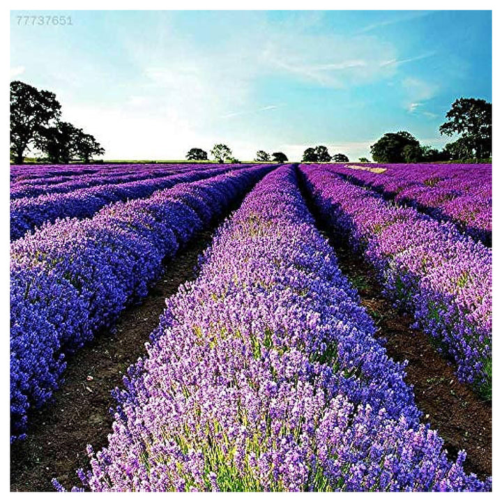 Purple Lavandula Angustifolia Lavender Seeds for Planting – Heirloom, Non-GMO, High Germination Organic Garden Seed | Neera Seeds product photo [neera-v4-57d75add894925536035]