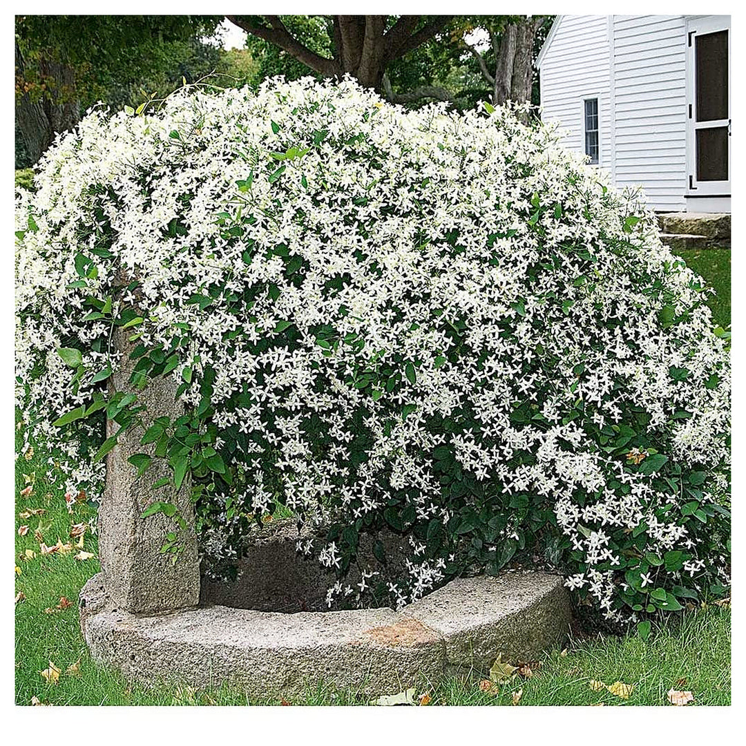 Sweet Autumn Vine Clematis Terniflora Flower For Planting In Garden Flower Seeds for Home Garden | Neera Seeds product photo [neera-v4-57e791271dd5d130fbba]