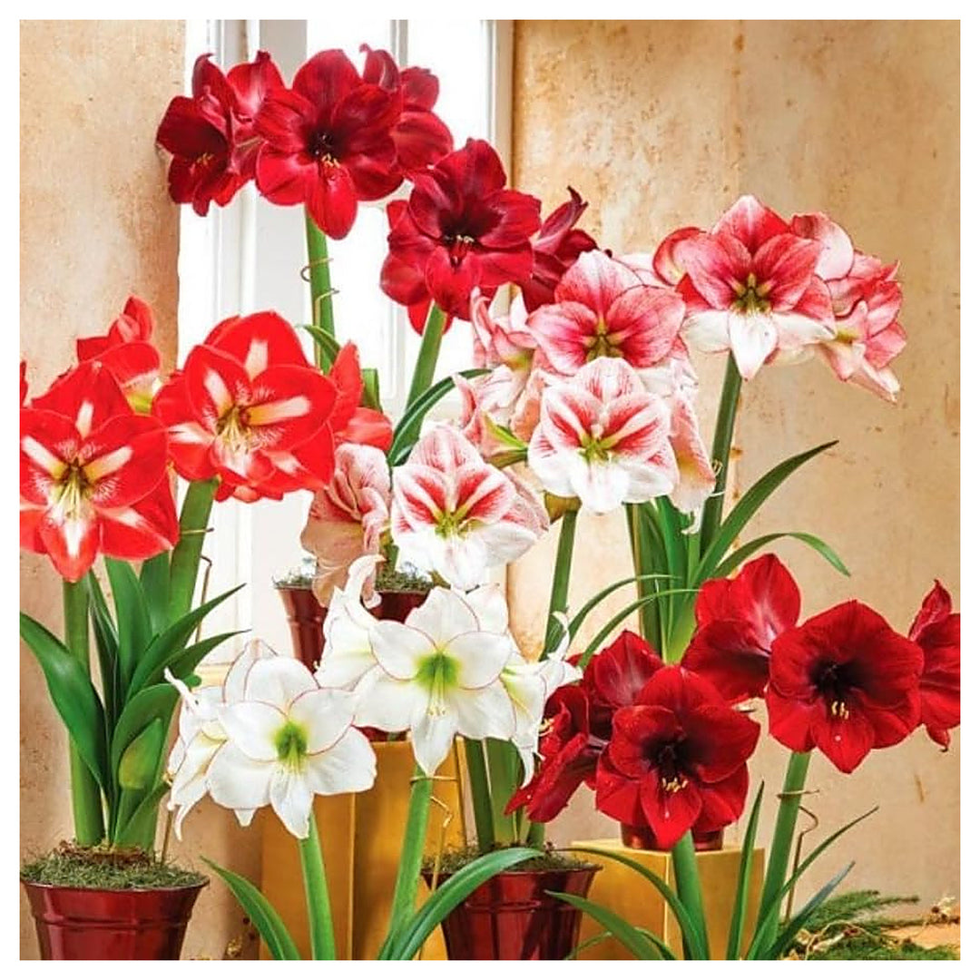 Mixed Amaryllis flower seeds – heirloom, non-GMO exotic flower seeds for planting | Neera Seeds product photo [neera-v4-57f0d5afa0c896ac5fe2]