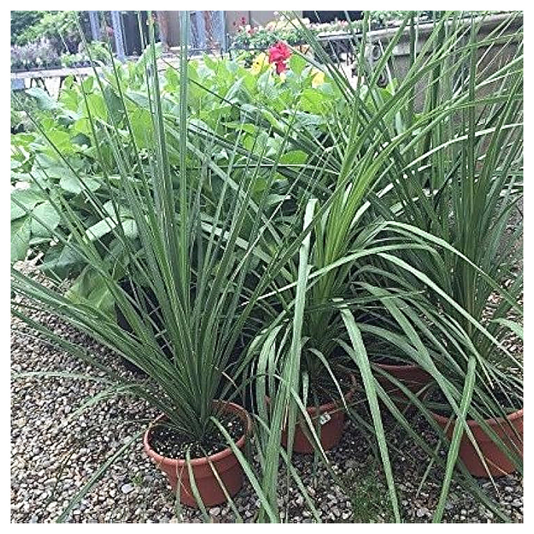 Heirloom Non-GMO Dracaena Spike Annual Flower Seeds for Planting – Organic Garden Seeds with High Germination | Neera Seeds product photo [neera-v4-58116886c38fc7c24044]