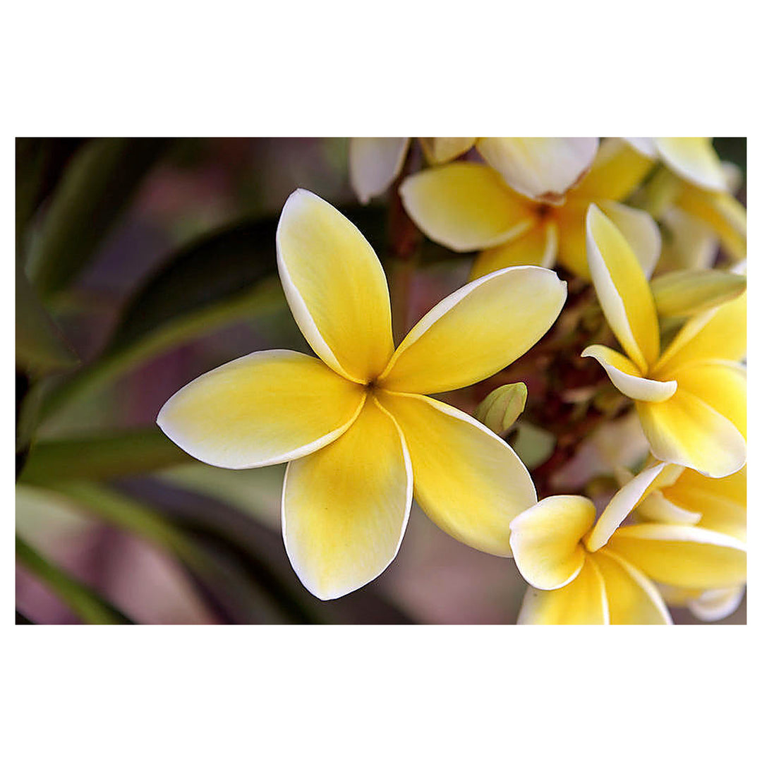 Light Yellow Frangipani Flower Seeds – Heirloom Non-GMO Plumeria Seeds for Tropical Garden Blooms | Neera Seeds product photo [neera-v4-5814a7dc9f13d762c9dd]