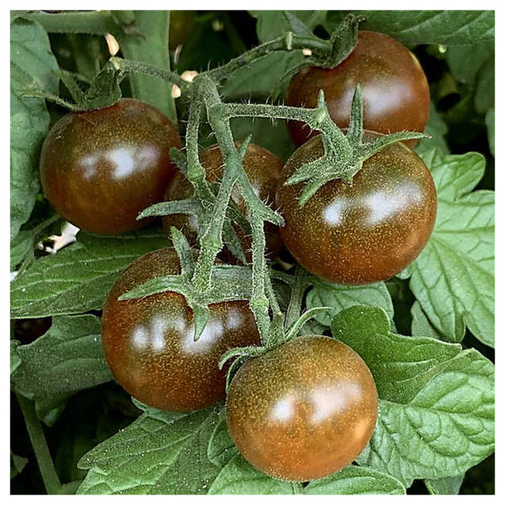 Brown Berry Tomato Seeds for Planting – Heirloom Non-GMO Organic Garden Seeds, Sweet &amp; Juicy | Neera Seeds product photo [neera-v4-5816e88455500e81878f]